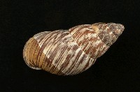 藏品(扁蝸牛)的圖片